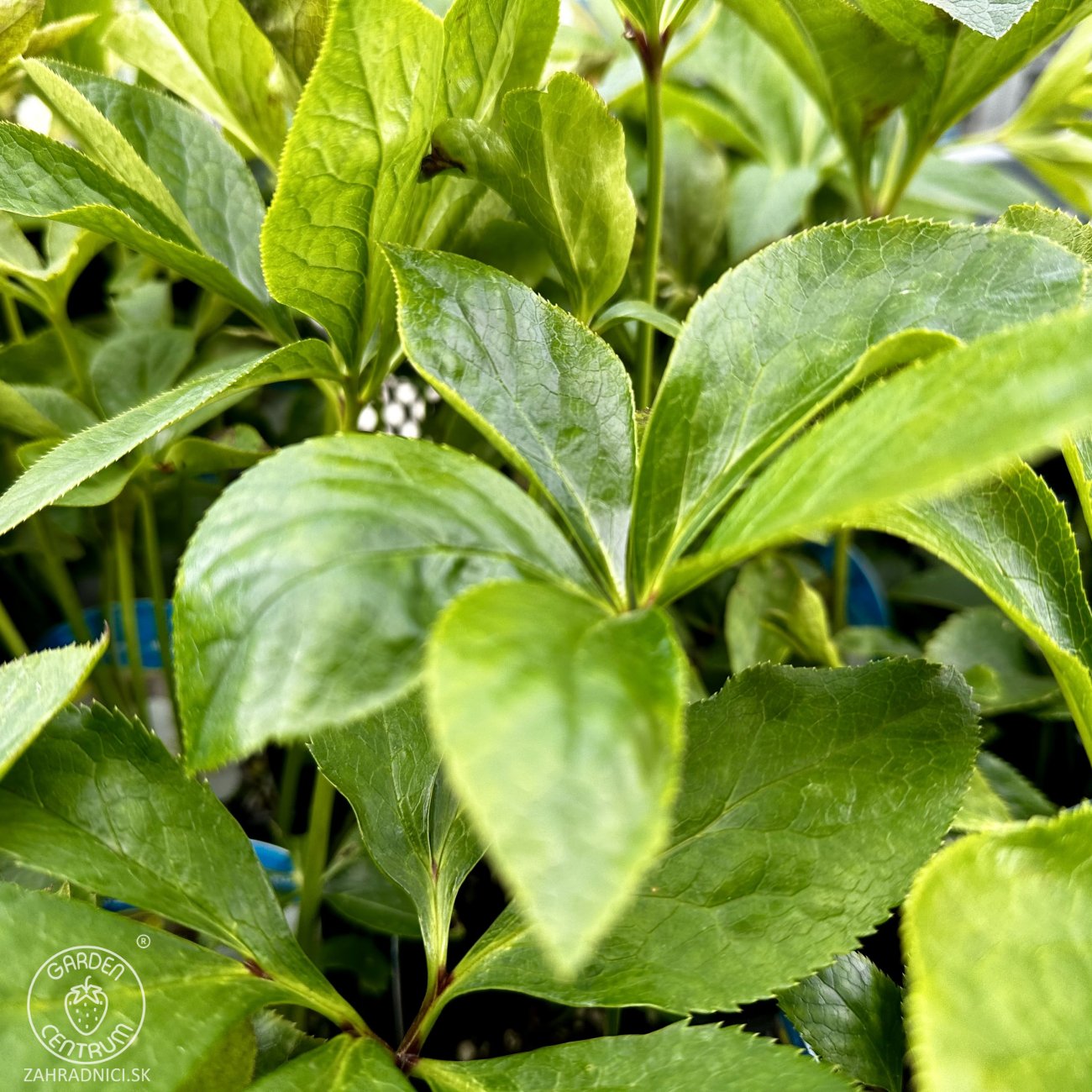 Obrázok Čemerica čierna (Helleborus niger) ´CHRISTMAS CAROL´ - kont. C2L
